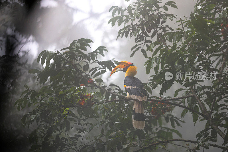 犀鸟:成年雌性大犀鸟(Buceros bicornis)，也被称为凹盔犀鸟，大印度犀鸟或大斑犀鸟。